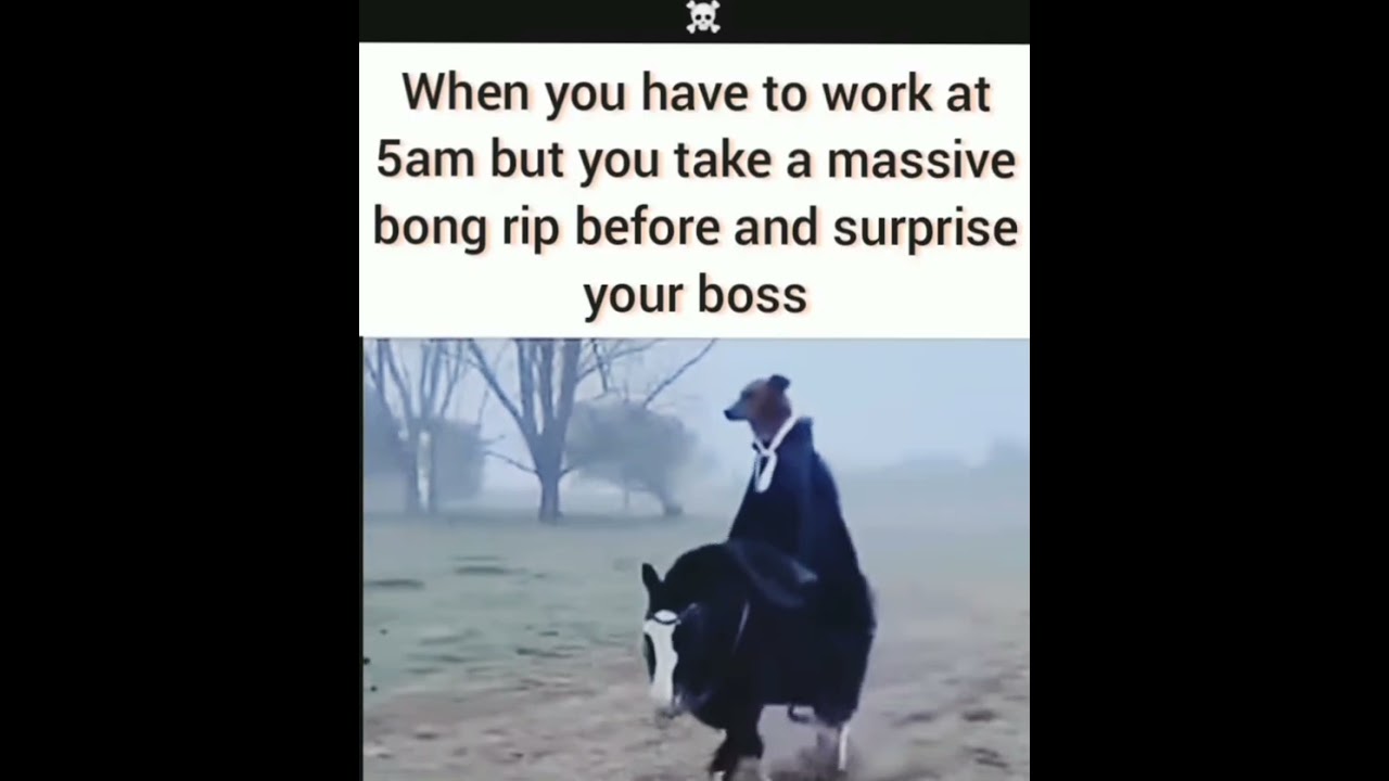 Surprise Surprise Mfker's 🤣🍃💨 