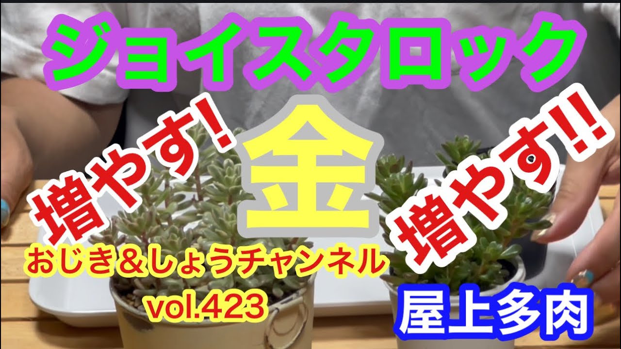 多肉植物］vol.423 ジョイスタロック錦を、増やします! #succulent