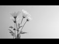 No Dice - "Monochrome" Official Stream Video