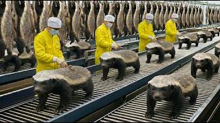 Inside The Protective Jacket Factory: From Raw Honey Badger Leather (Full Process) Tour