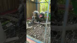 Download Lagu ANAKAN BURUNG BUBUT MP3
