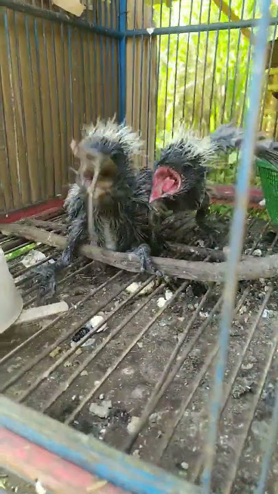 ANAKAN BURUNG BUBUT