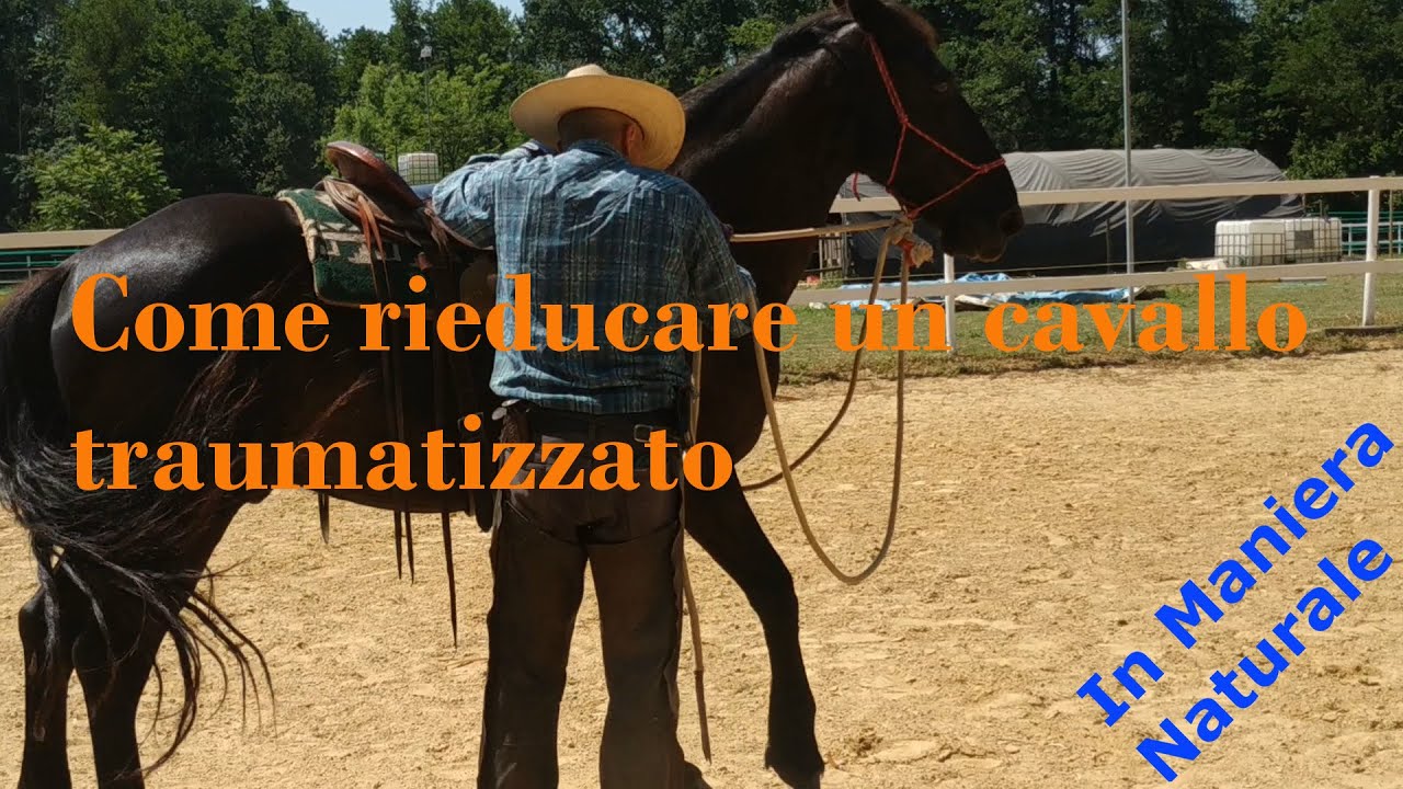 Come rieducare un cavallo traumatizzato