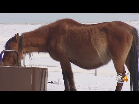 Video: Mahigit Sa 130 Malnourished Horses Na Nailigtas Mula Sa Maryland Farm