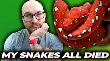 I Euthanized My Snakes. Heartbroken!