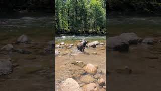 Young black bear spotted in Sandy River, Oregon....no, wait a sec... #bouvierdesflandres #bouvier