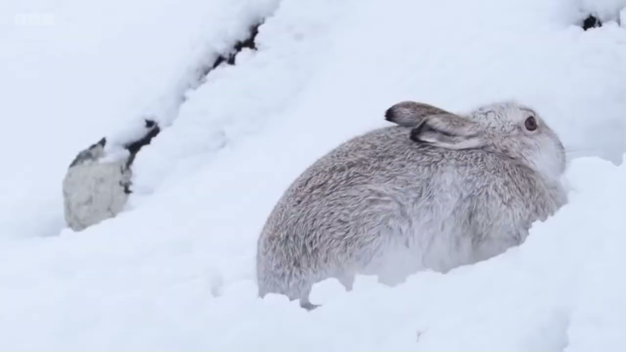 Best TV Theme Tune! Springwatch | Autumnwatch | Winterwatch | David Poore