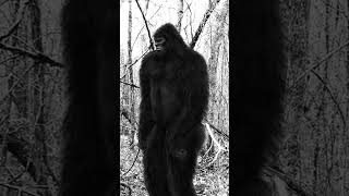The Biggest Thing I Have Ever Seen In My Life... An Oklahoma Hunter Describes his Morning Encounter.