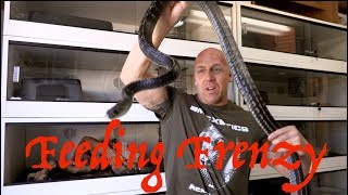 Reptile Reality-Keeled Ratsnake Feeding