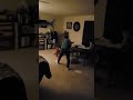 Pig fight 🥓