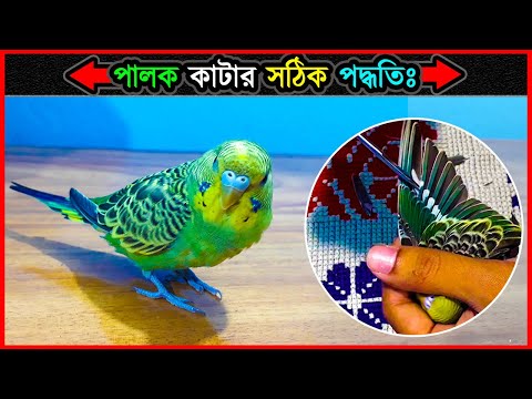 ভিডিও: মেডিকেল মারিজুয়ানা দিয়ে রান্না করার 3 উপায়