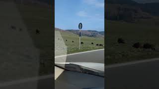 Wild Boars Crossing a Road