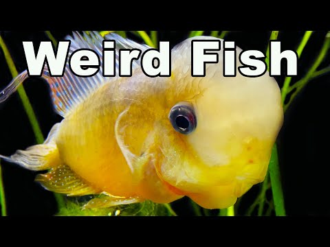 5 Weird Fish in Our Fish Room! Wait Until You See The Last One