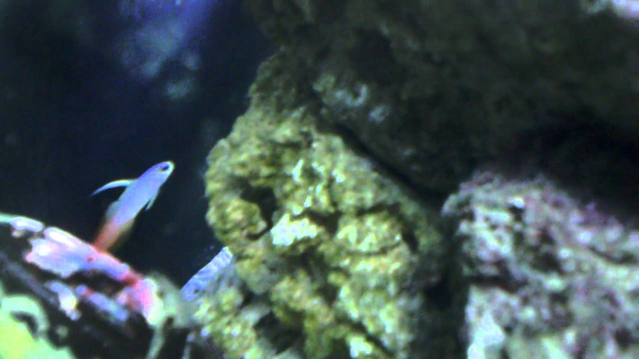 camera iphone 8 plus apk My saltwater aquarium's update part 1