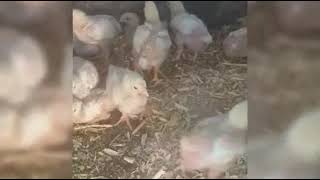 مراحل نمو الفراخ من عمر ١٠ايام Chicks growth stages from the age of 10 days