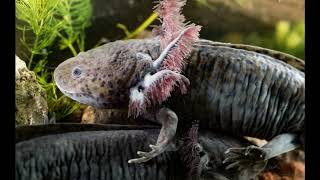 The Fascinating Life Cycle of Axolotls: From Eggs to Adults