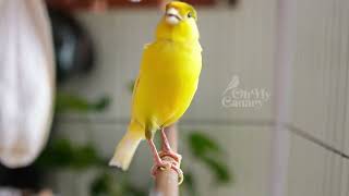 Faça seu canário chilrear instantaneamente com nosso melhor treinador de chilrear canário - PROVE ❗