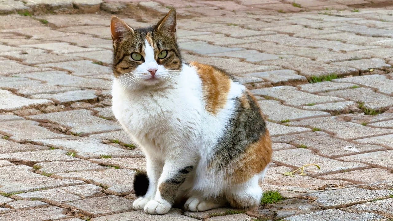 Street Cats, Small Town Vibes in 4K | Mediterranean Coast • Real Cat Compilation • No Music