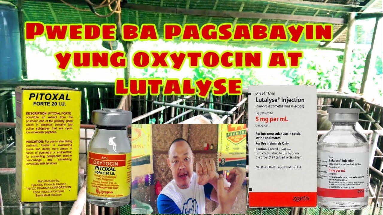 Pwede ba pagsabayin yung oxytocin at lutalyse para sa  inahing baboy | Ryan Patenio