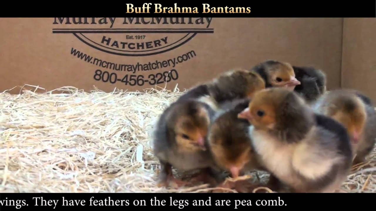 Day Old Buff Brahma Chicks for Sale