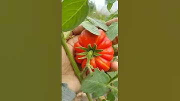 Tomat Mawar, yang bikin sambel makin mantap!