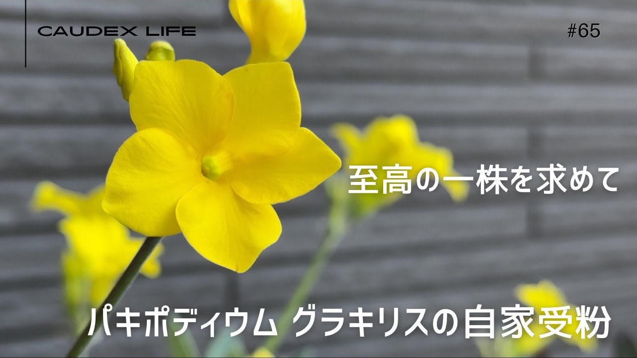 В поисках идеального растения/Самоопыление Pachypodium gracilis