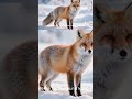 Survival in der Arktis: Polarfuchs & Karibus! ❄️🦊