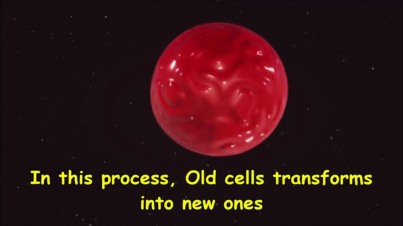 This Jellyfish Never Dies! Turritopsis Dohrnii YouTube