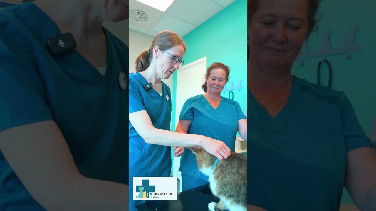 Katter ferie og reise