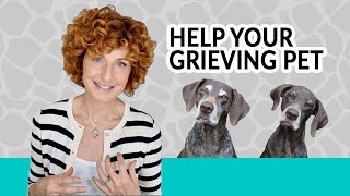 Do Dogs Grieve How to Support Pets | Animals and Afterlife