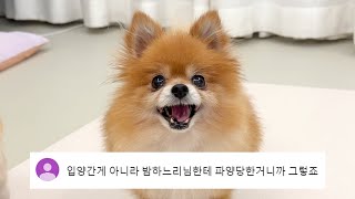 내가 강아지 임시보호를 계속 하는 이유