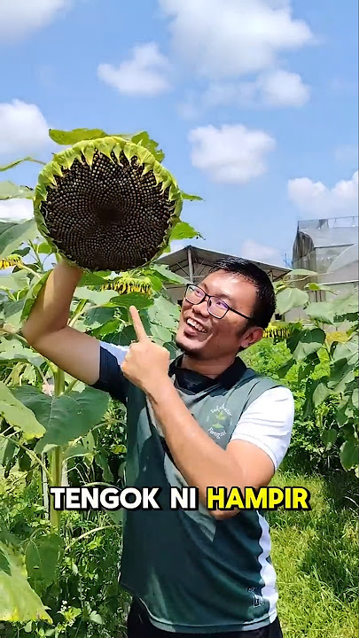 jom tuai bunga matahari gergasi #sunflower #kuaci #bungamatahari #kebunbandar