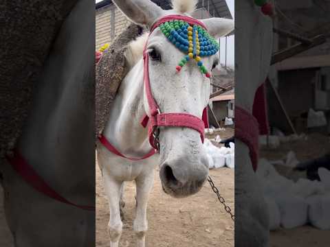 شهسوار تنکابن سه هزار آرود روستاگردی مازندران صفر گلردی وطن آهنگ مازنی