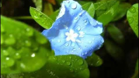 سورة الملك بصوت يوسف كالو من أجمل الأصوات