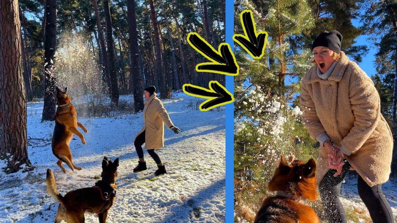 ❎Вирусные видео с собаками: ожидание и реальность