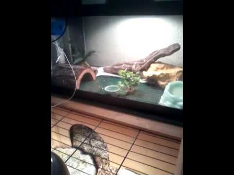 camera iphone 8 plus apk leopard gecko setup