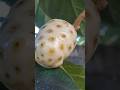 Yellow Noni Fruit Wonderful Superfruit Also Called Zèb A Pic Or Nono Nature Fruit Garden Shorts