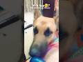 Ye h kya dosto 🤣🤣🤣🤣commet#youtubeshorts #subscribe #subscribe #shorts #like #ytshorts #dog #love