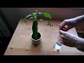 DIY plant watering system with yarn