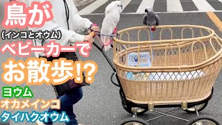 鳥がベビーカーでお散歩⁉︎ヨウム/オカメインコ/タイハクオウム