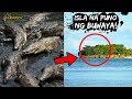 Isla na Puno ng Buwaya - 1000 SUNDALO KINAIN NG BUWAYA NG SABAY SABAY SA ISLA NA ITO!