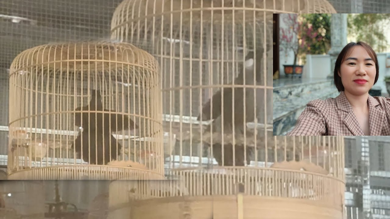 Khướu thuần hót múa cực ngầu! giọng rừng hót bắt cô trói cột cực phê -mời AE chốt!