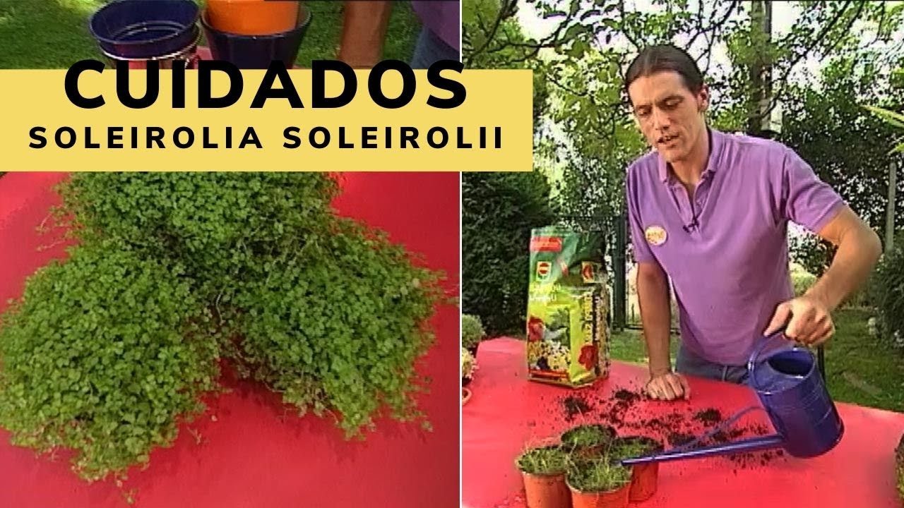Cuidados de la soleirolia soleirolii - Bricomanía - Jardinatis