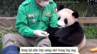 [Vietsub] Gấu trúc Fubao và hai ông. Thật hạnh phúc khi có ông bên cạnh. #panda #fubao #푸바오 screenshot 3