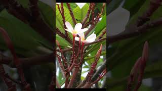 Sweet Home sung CTH #shorts #music #oldmusic #publicdomainmusic #nature