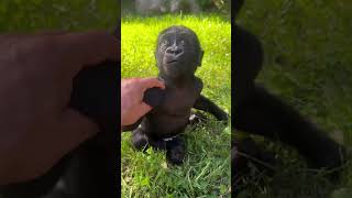Celebrity This Cute Animal Grows Into a Monster 😡 AnimalTransformation #CuteToDangerous #BabyAnimals Profile