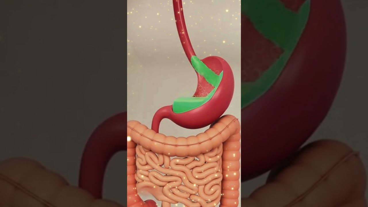 How broccoli Break Down Inside Your Stomach  
