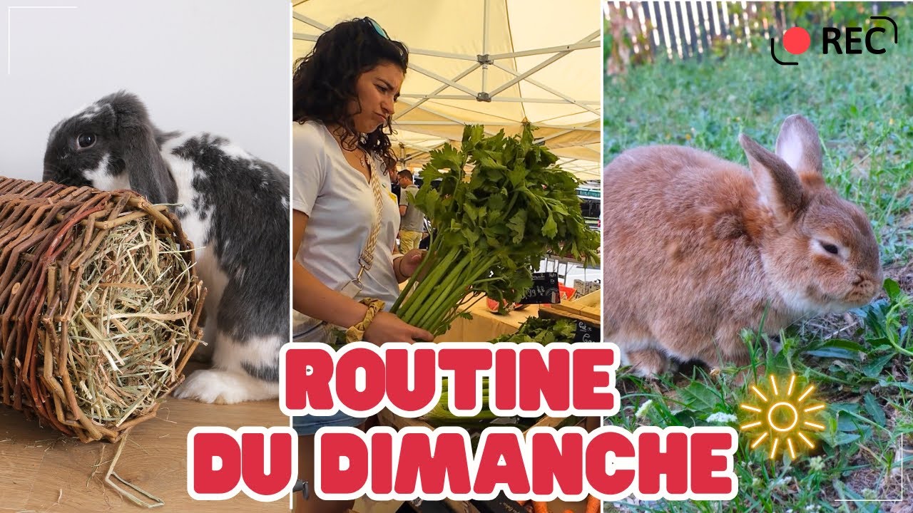 DIMANCHE avec mes LAPINS ☀️🐰 Passe une journée avec nous