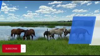 Beautiful Farm for sale in Hattingspruit - Dannhauser ( KwaZulu-Natal ) thank u for watching