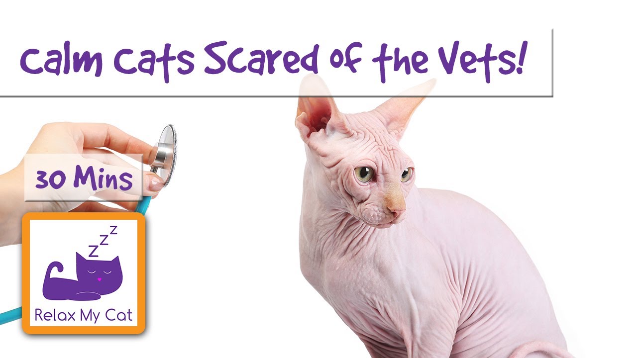Make Vet Visits Less Scary for Your Pet Make Vet Visits Less Scary for Your Pet